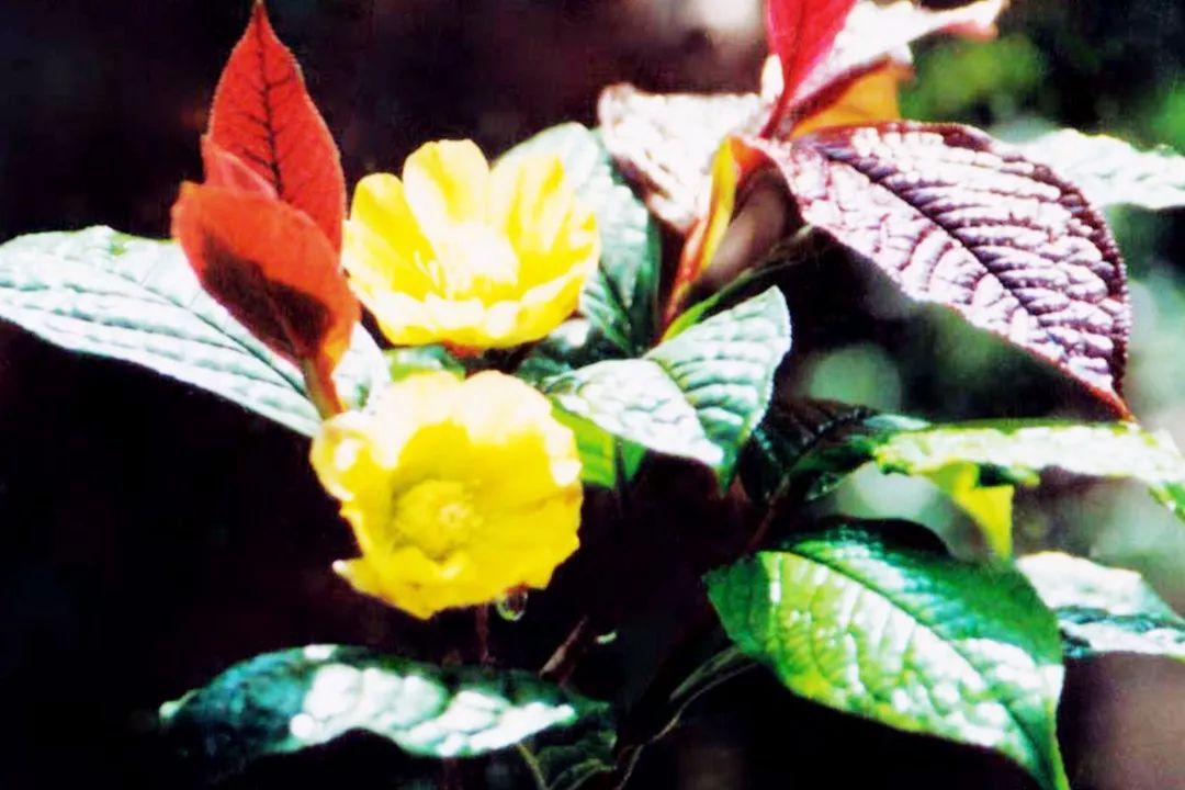 德天独厚大新欢迎您