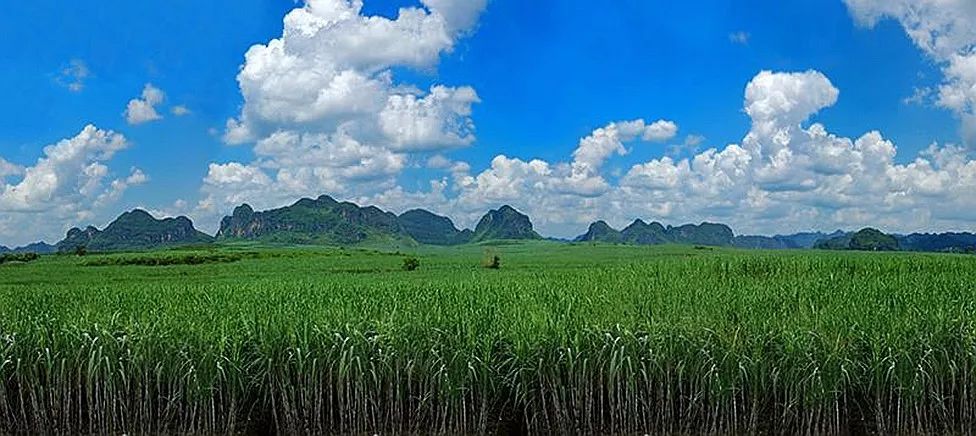 大新县支柱产业