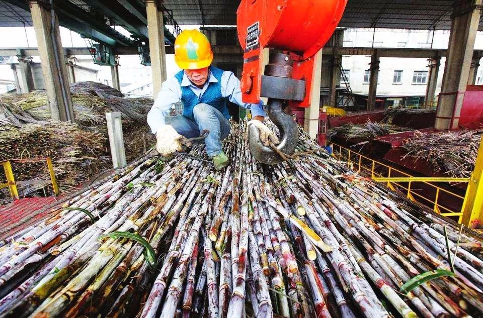 大新县支柱产业