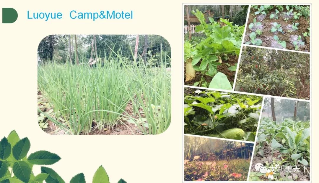 骆越自驾游营地（五星级农家乐）